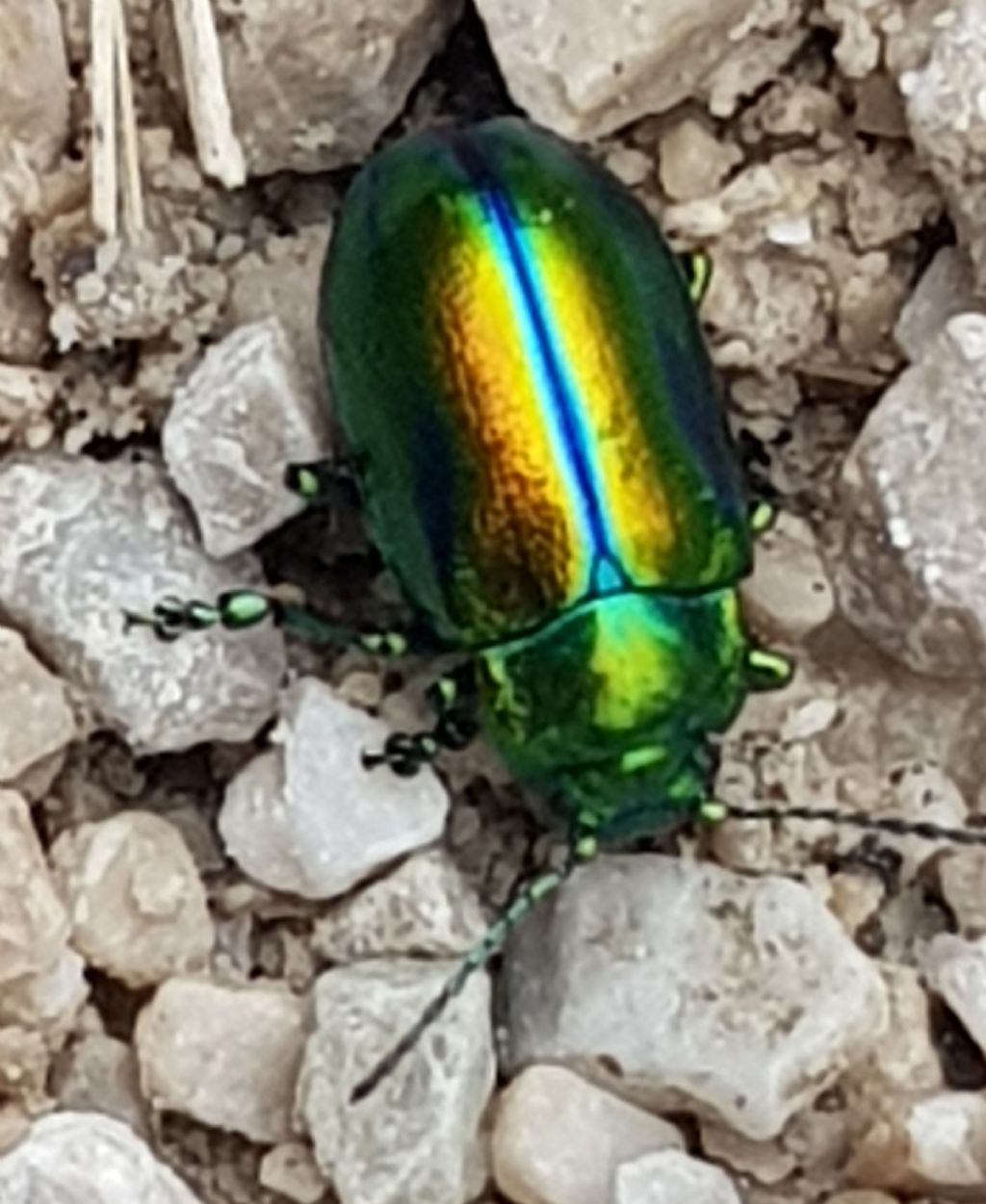 Chrysomelidae: Oreina sp.